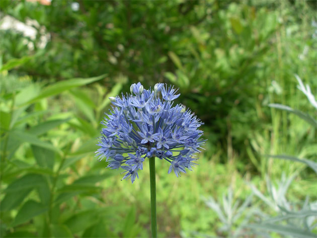 Azurlök