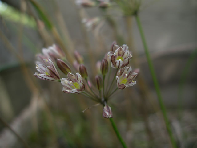 allium_lenkoranicum.jpg