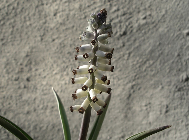 muscari_muscarimi.jpg