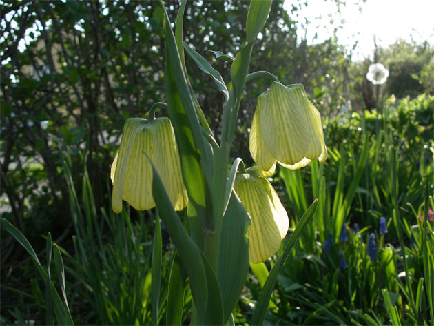 fritillaria_pallidiflora.jpg