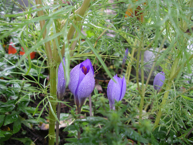 crocus_speciosus7.jpg