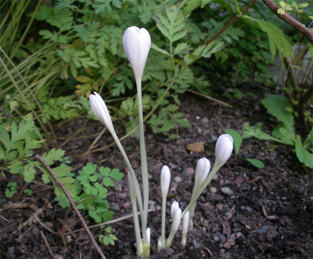 colchicum_autmn_alb.jpg