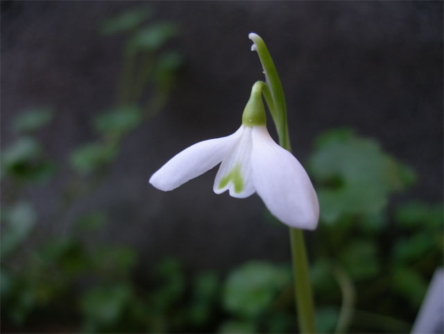 galanthus_peschmenii.jpg