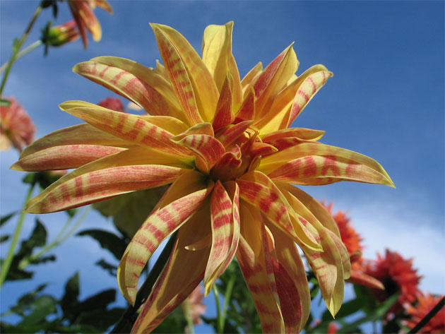 Dahlia-x-pinnata-'Giraffe'.jpg