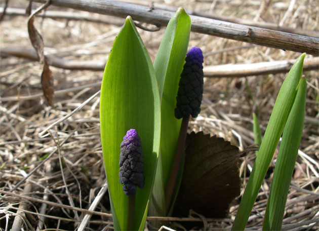 muscari_latifolia.jpg