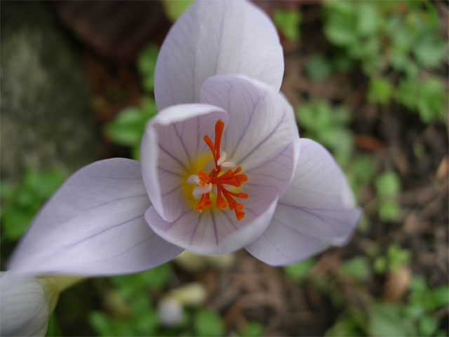 crocus_pulchellus_zephyr2.jpg