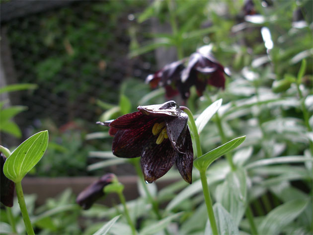 fritillaria_camtschatcensis.jpg