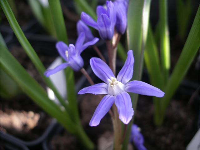 chionodoxa_sardensis.jpg