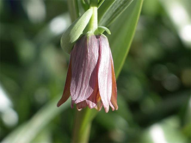 fritillaria_minuta.jpg