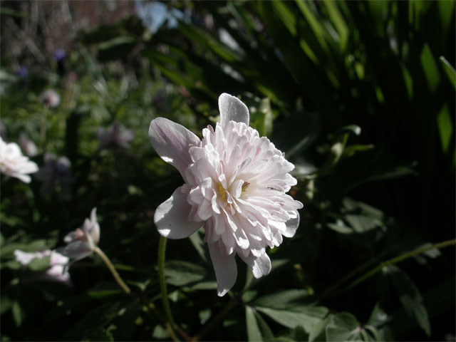 anemone_nemorosa_pink_delig.jpg