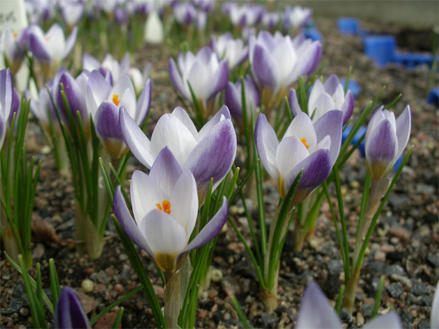crocus_bifl_blue_peter.jpg
