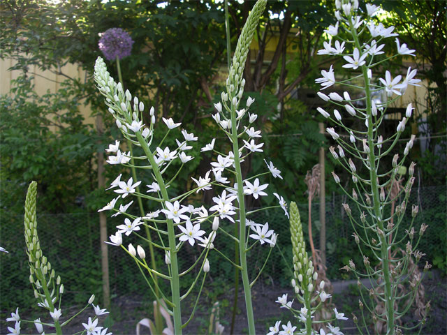 ornithogalum_pyramidale.jpg