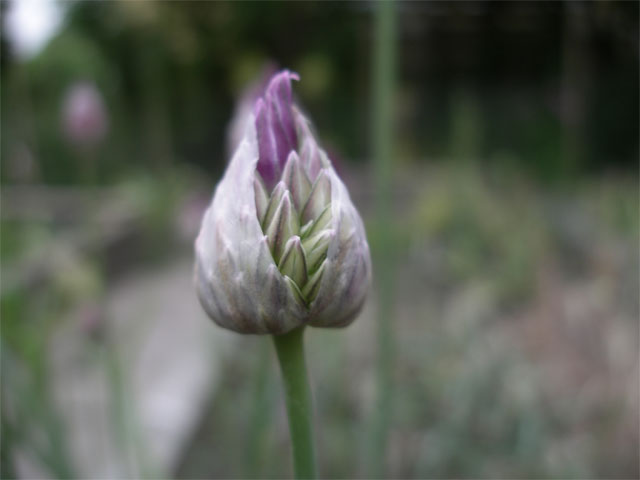 allium_heldreichii.jpg