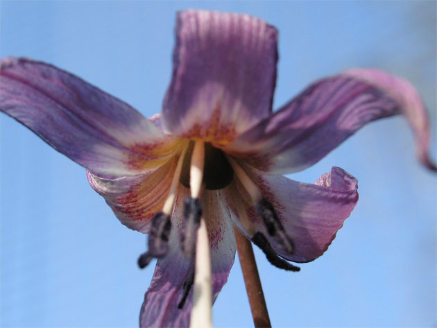 Erythronium-d-c-'Puple-King.jpg