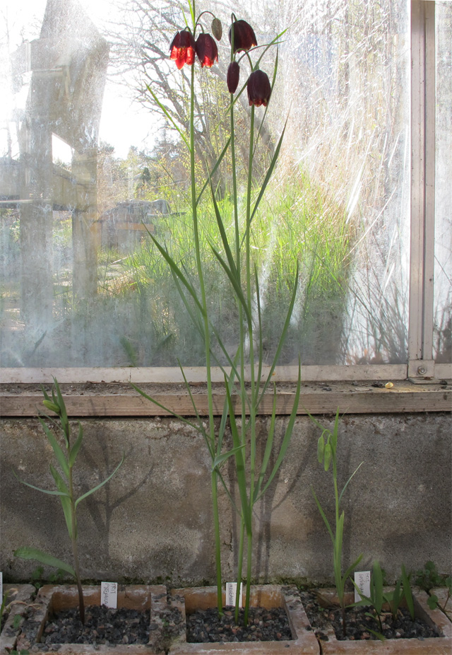 Fritillaria meleagroides