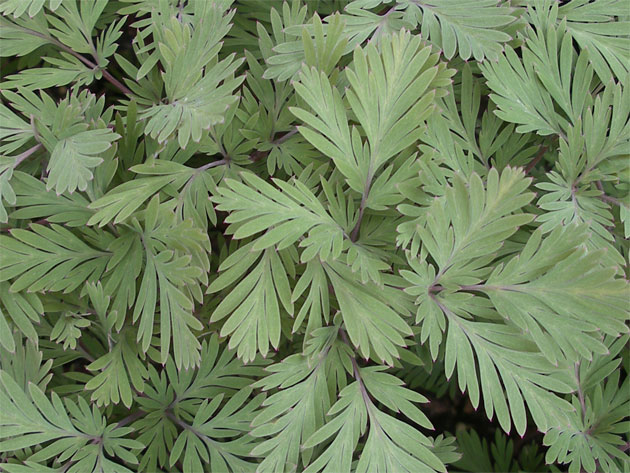 dicentra_canadensis.jpg