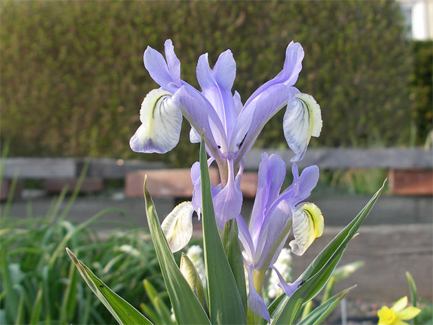 iris_graeberiana_yellowfall.jpg
