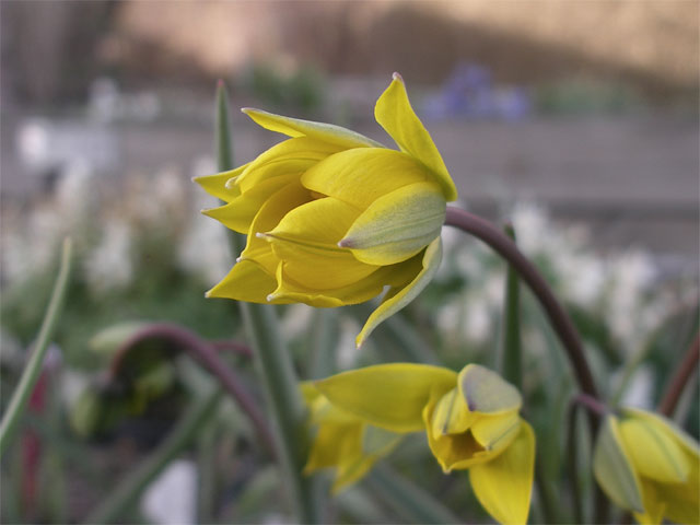 tulipa_biebersteiniana.jpg