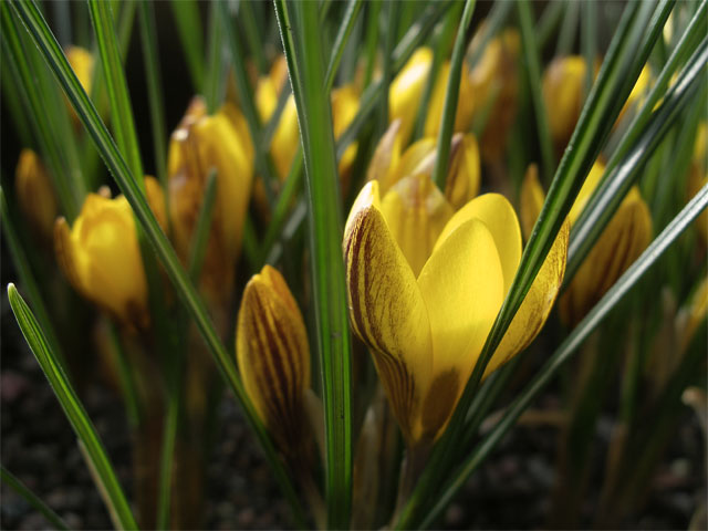 ccrocus_chr_fuscotinctus.jpg
