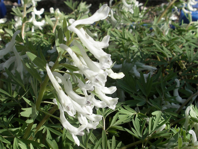 corydalis_angustifolia.jpg