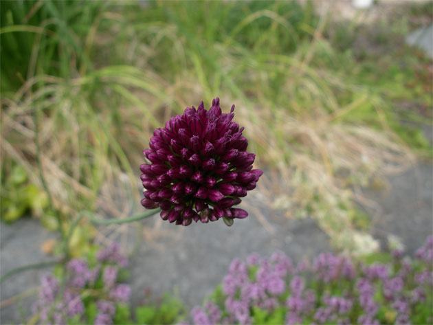 allium_sphaerocephalon1.jpg