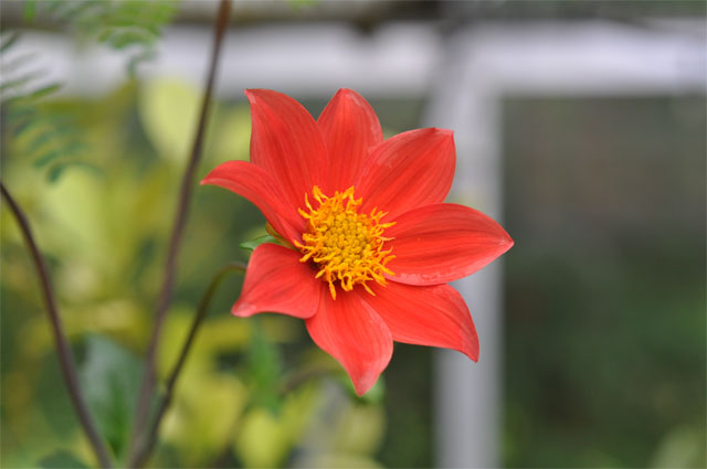 Scharlakansdahlia