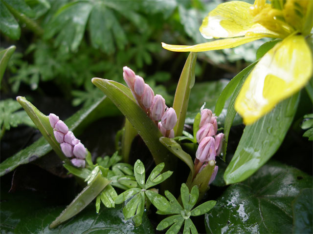 Tidig bl&aring;stj&auml;rna