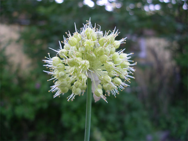allium_obliquum07.jpg
