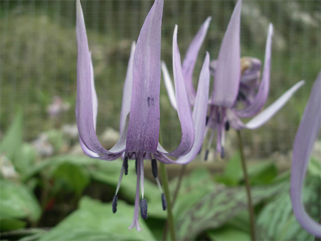 erythronium_japonicum.jpg