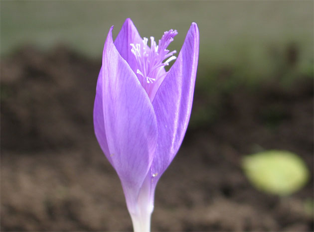 Crocus-banaticus-061001-2.jpg