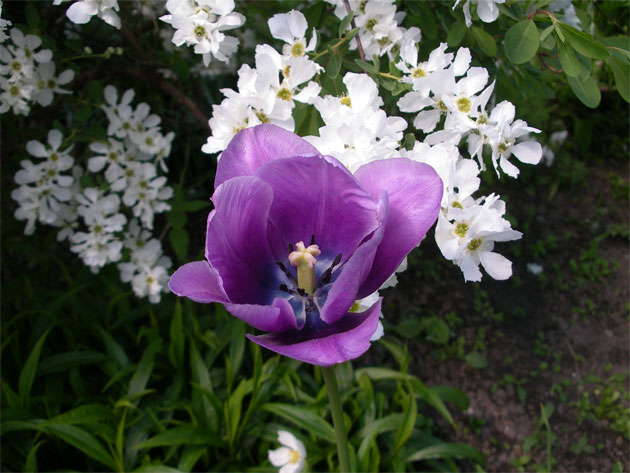 tulipa_bleu_aimable.jpg
