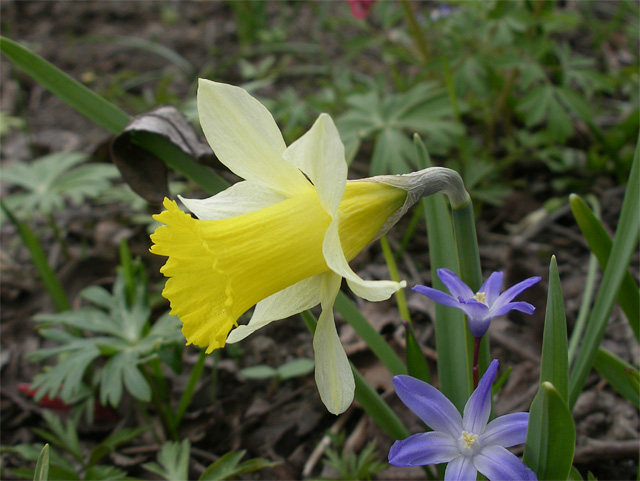 Narcissus 'Toto'