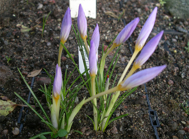 crocus_longiflorus.jpg