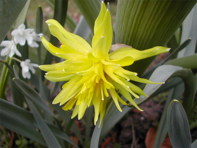 Narcissus_rip_van_winkle.jpg