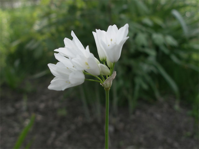 allium_zebdanense.jpg