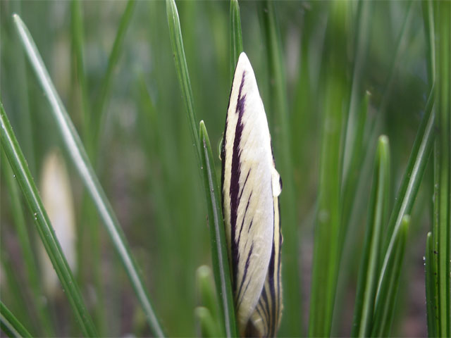crocus_bifl_parkinsonii.jpg