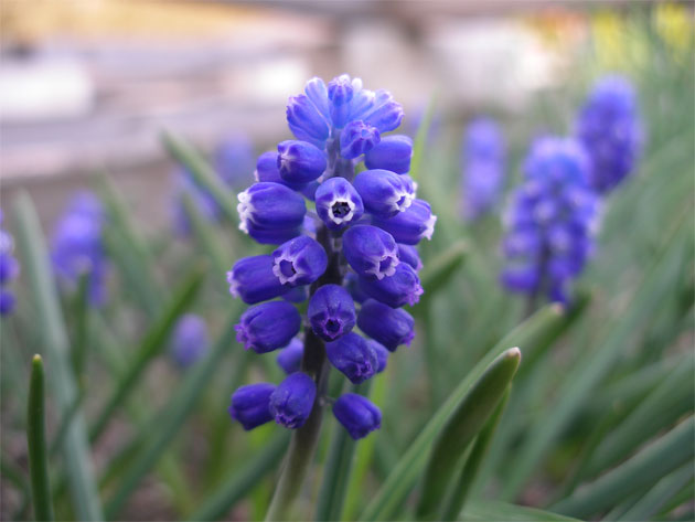 muscari_bourgaei.jpg