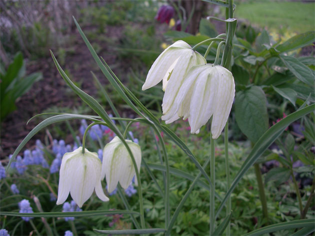 fritillaria_meleagris_alba.jpg