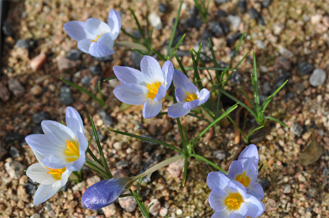 Crocus abantensis