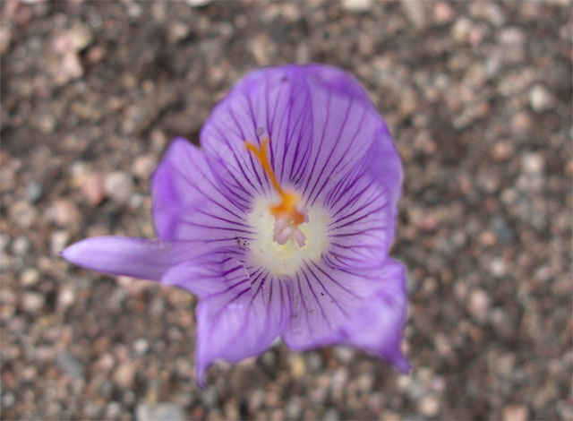 crocus_autranii.jpg
