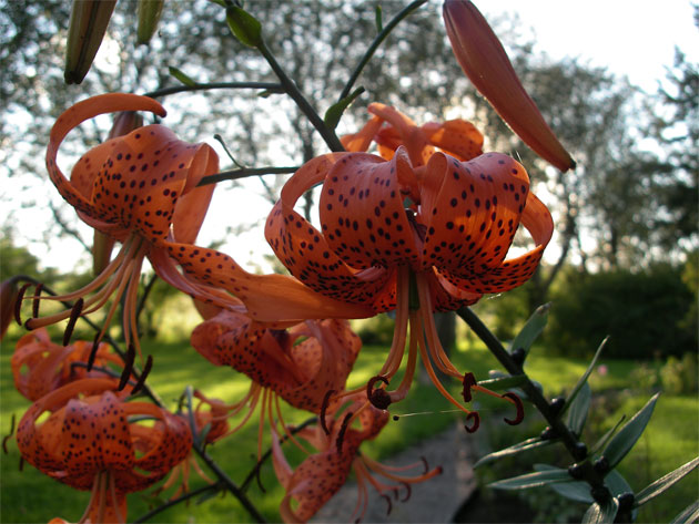 lilium_lancifolium.jpg