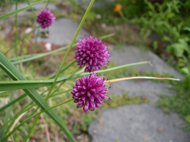 allium_sphaerocephalon7.jpg
