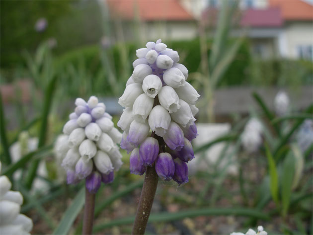 muscari_pallens8.jpg