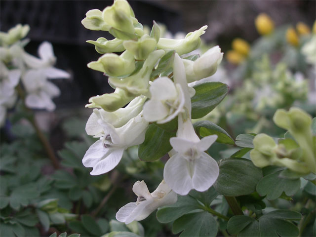 corydalis_malkensis.jpg