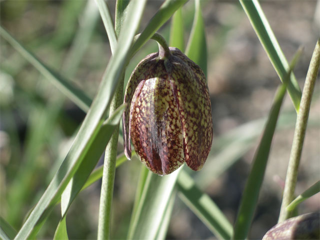 fritillaria_montana.jpg