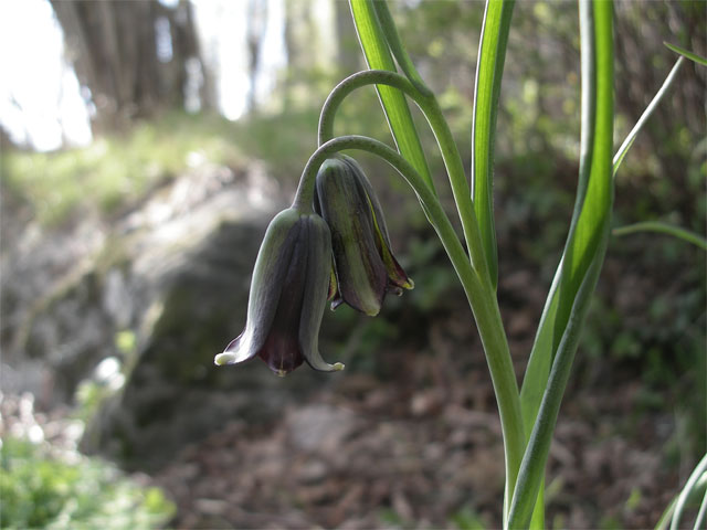fritillaria_latakiense1.jpg