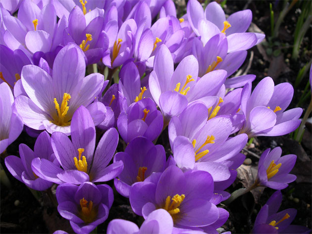 crocus_kosaninii.jpg