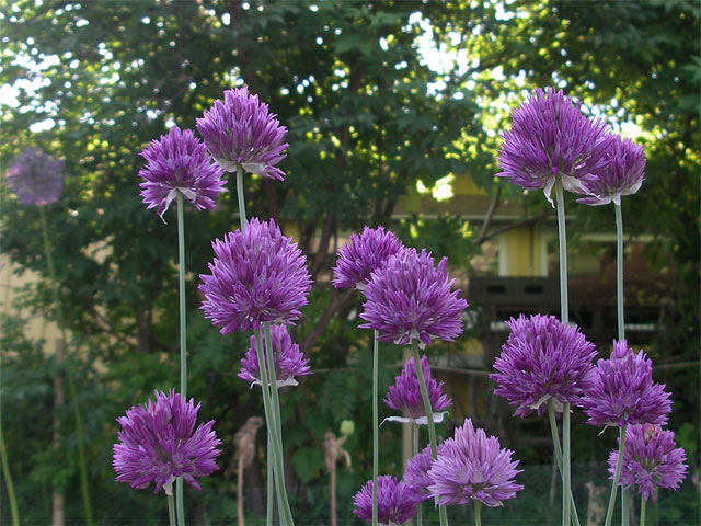 allium_heldreichii7.jpg