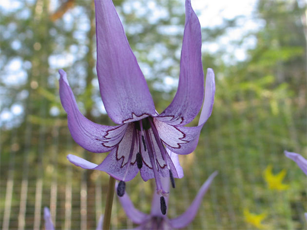 Erythronium-japonicum-06050.jpg