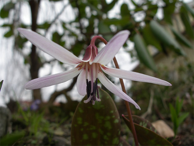 erythronium_dens_canis.jpg